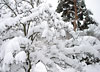 Ekensberg efter snöfall. Trosa i februari 2005.